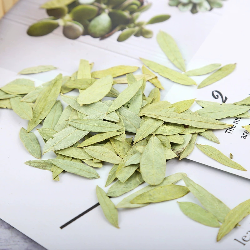 Premium Quality Natural Senna  - đánh giá và giá Candle Making Bath